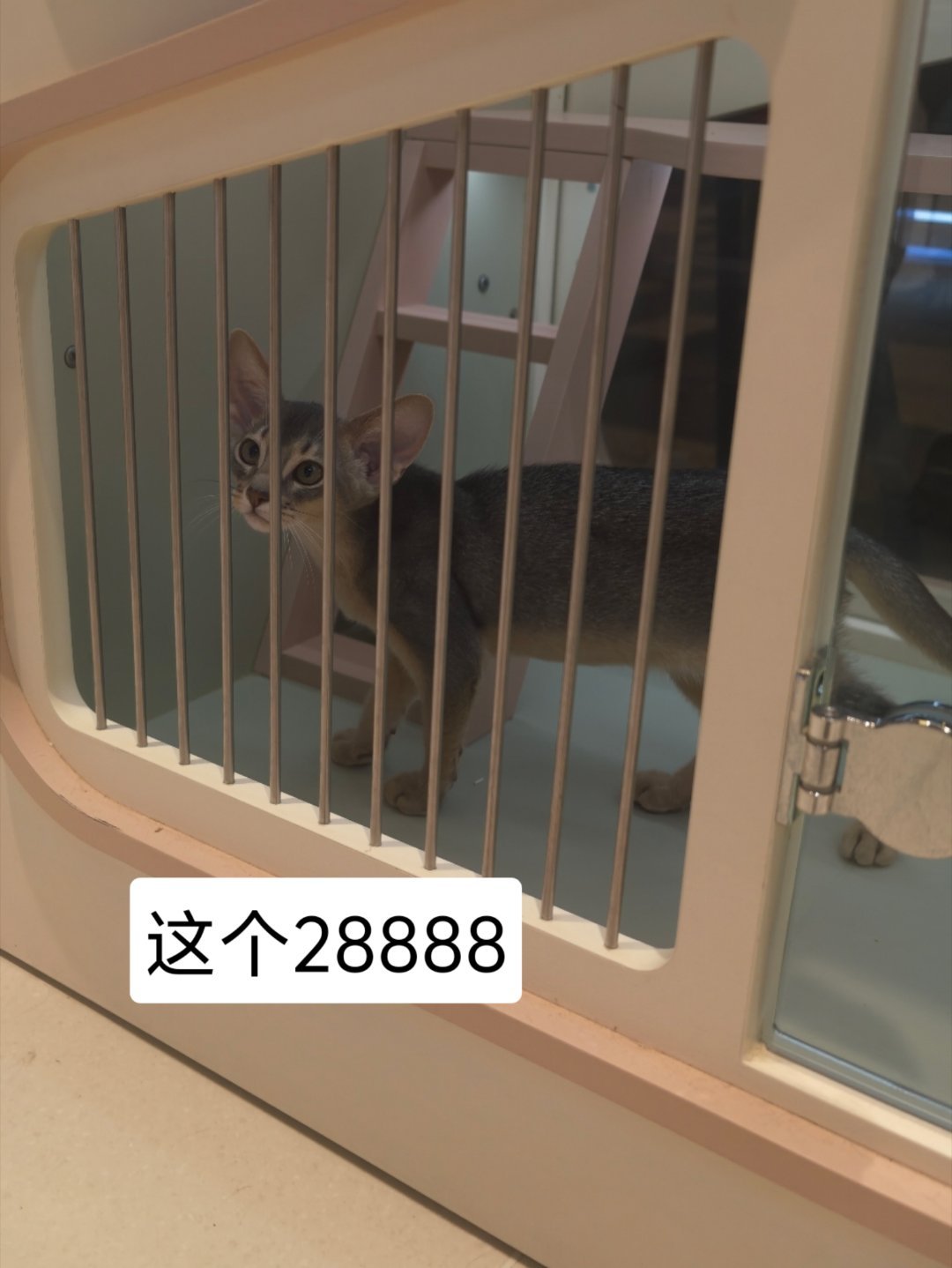昨天去逛了BFC下面的一个宠物集合店一个店只售卖一个品种真的长见识了诶很多我之前