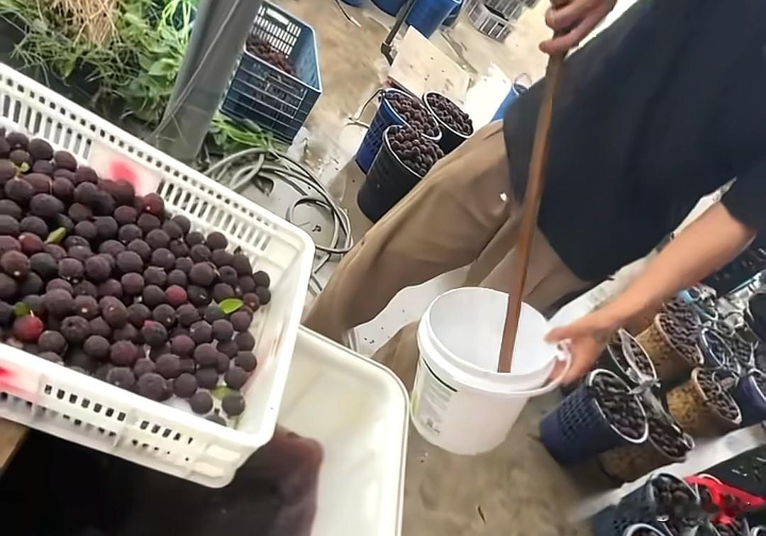 福建漳州杨梅事件到底伤了谁，一边是杨梅协会的会长对着镜头哭诉：恳求大家给果农一条
