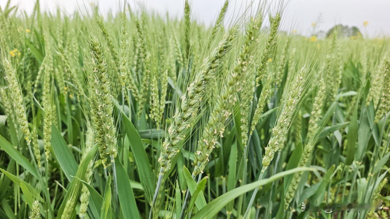 成都的小麦进入盛花期了
时间：2026年3月15日
地点：成都
   这块地的小