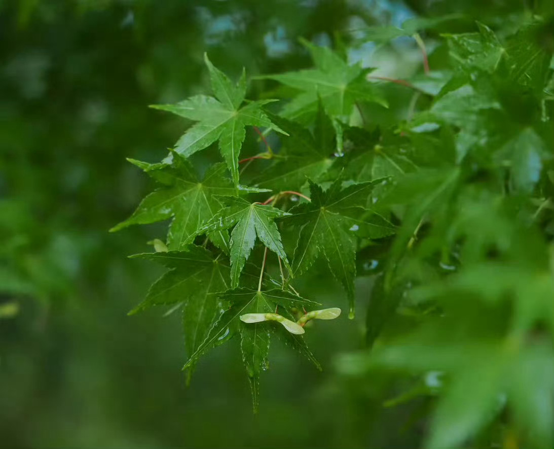 雨后凝珠缀满青枝，满目清绿，心静自安。 