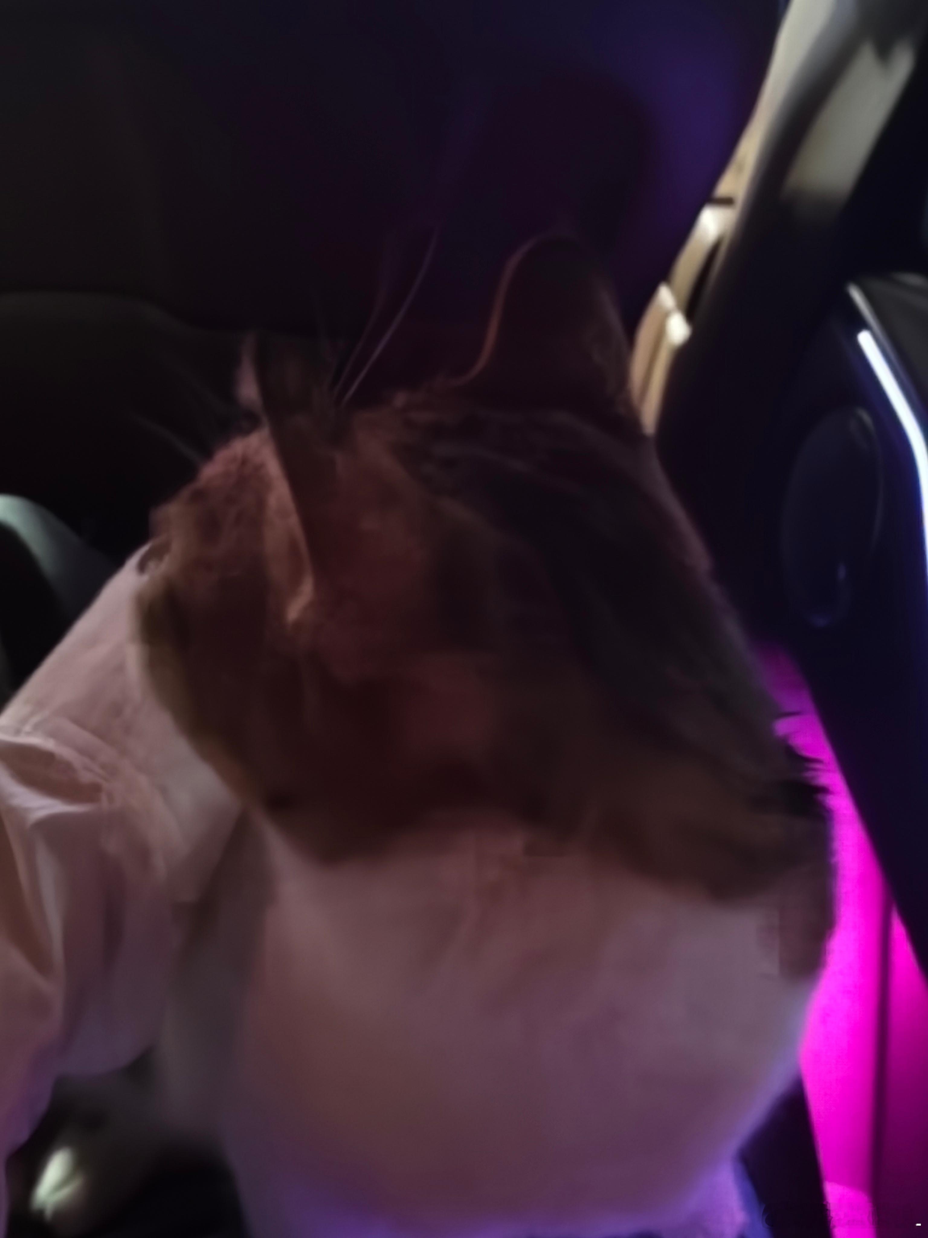 完蛋！出门离开三天，一回家就感觉我家这只猫状态不对劲！摸着身上发烫，整只猫蔫蔫的