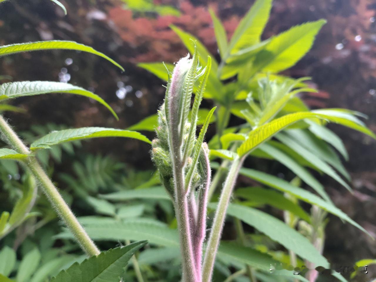 又是崭新的一天
一天好心情