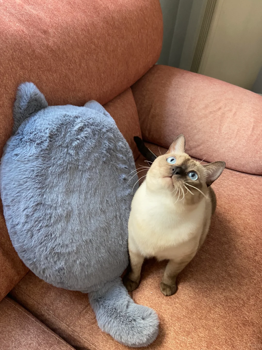 超会摆拍的小猫子
