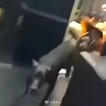 外卖员被3烈犬吓尖叫主人说不咬人尊重别人是美德 西安·华严寺