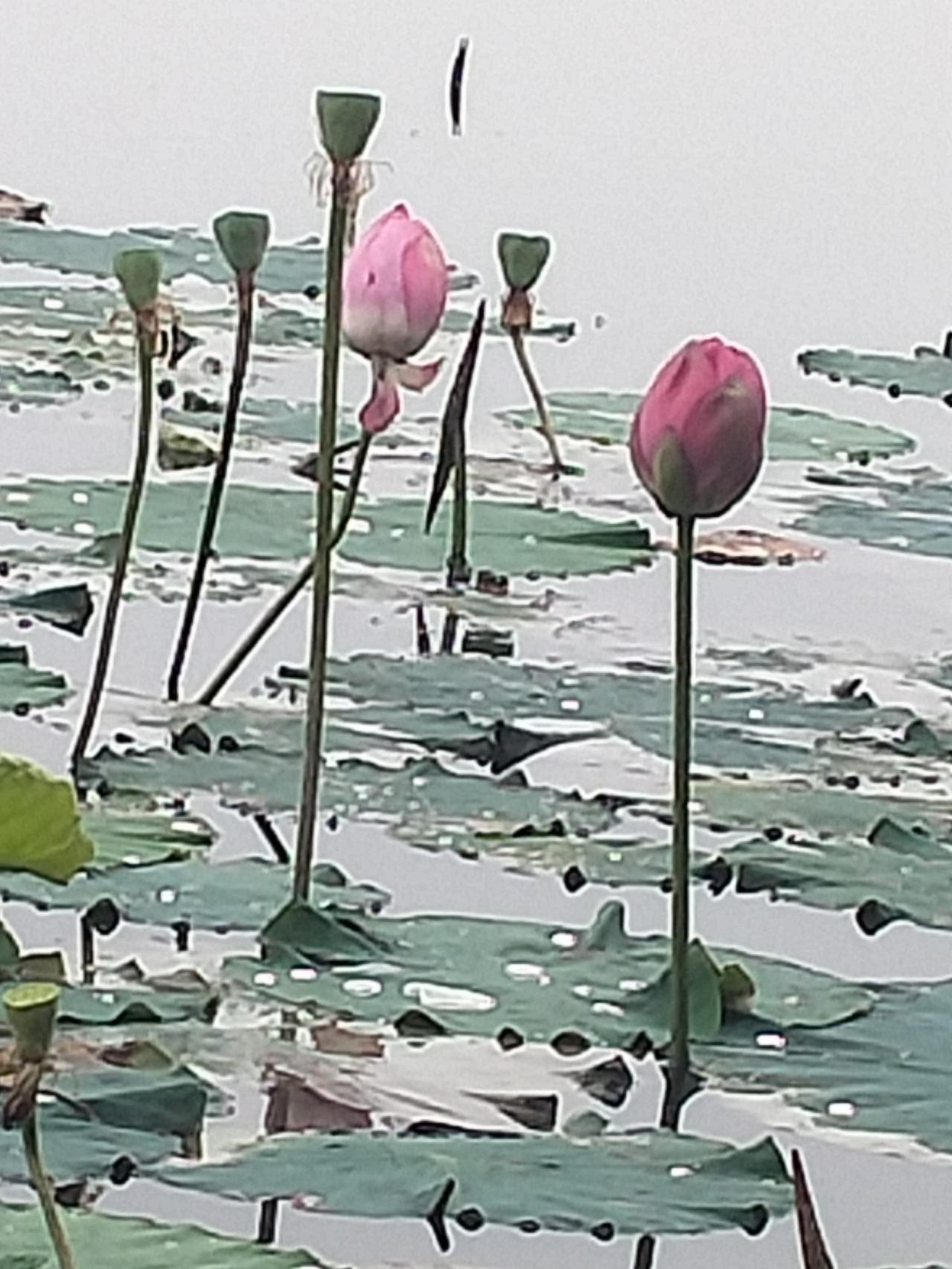 轻风杨柳桃花艳，
春来赏花冬观雪。