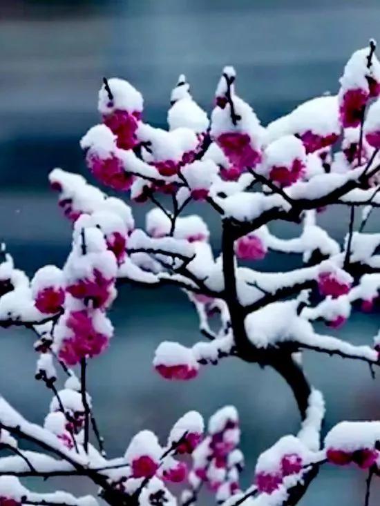 《天生一對》
上聯:  梅花斗雪風骨傲，
下聯:  勁鬆耐寒氣節高。
     