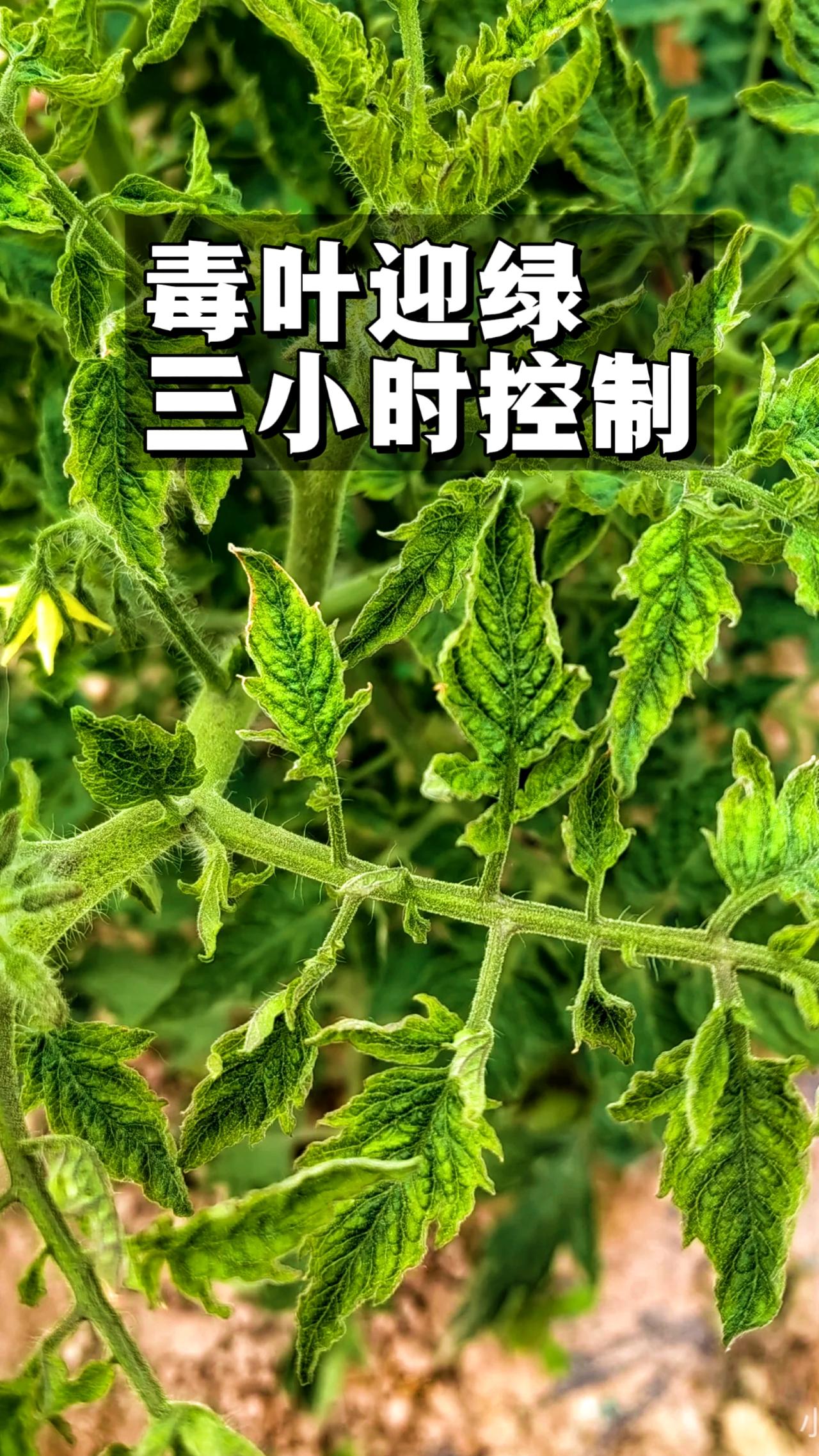 辣椒病毒病，黄瓜病毒病