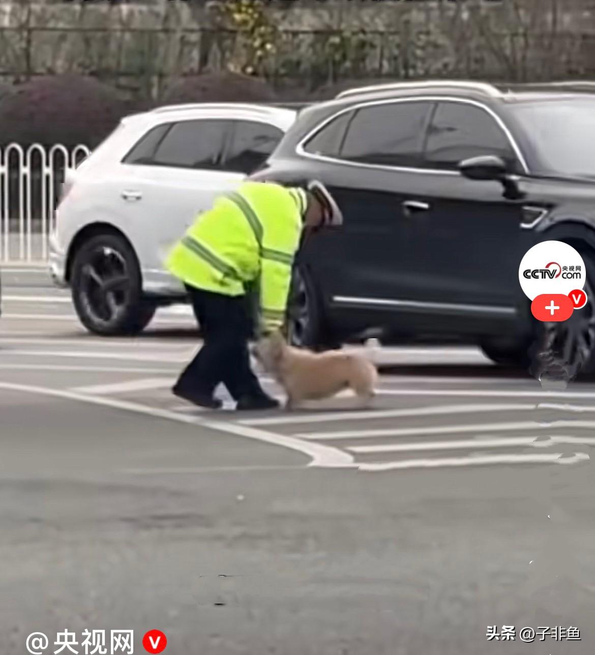 小狗太聪明了，它知道迷路了找警察……
近日，湖北宜昌马路上车来车往，交警在指挥交