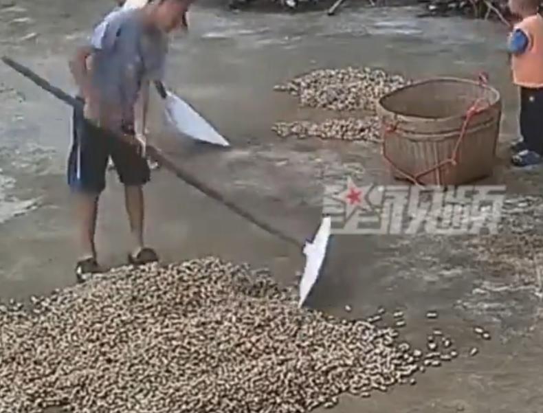 农村农户每一季的庄稼，都是全家一整年的盼头，地里收回来的花生，要么留着自家榨油，