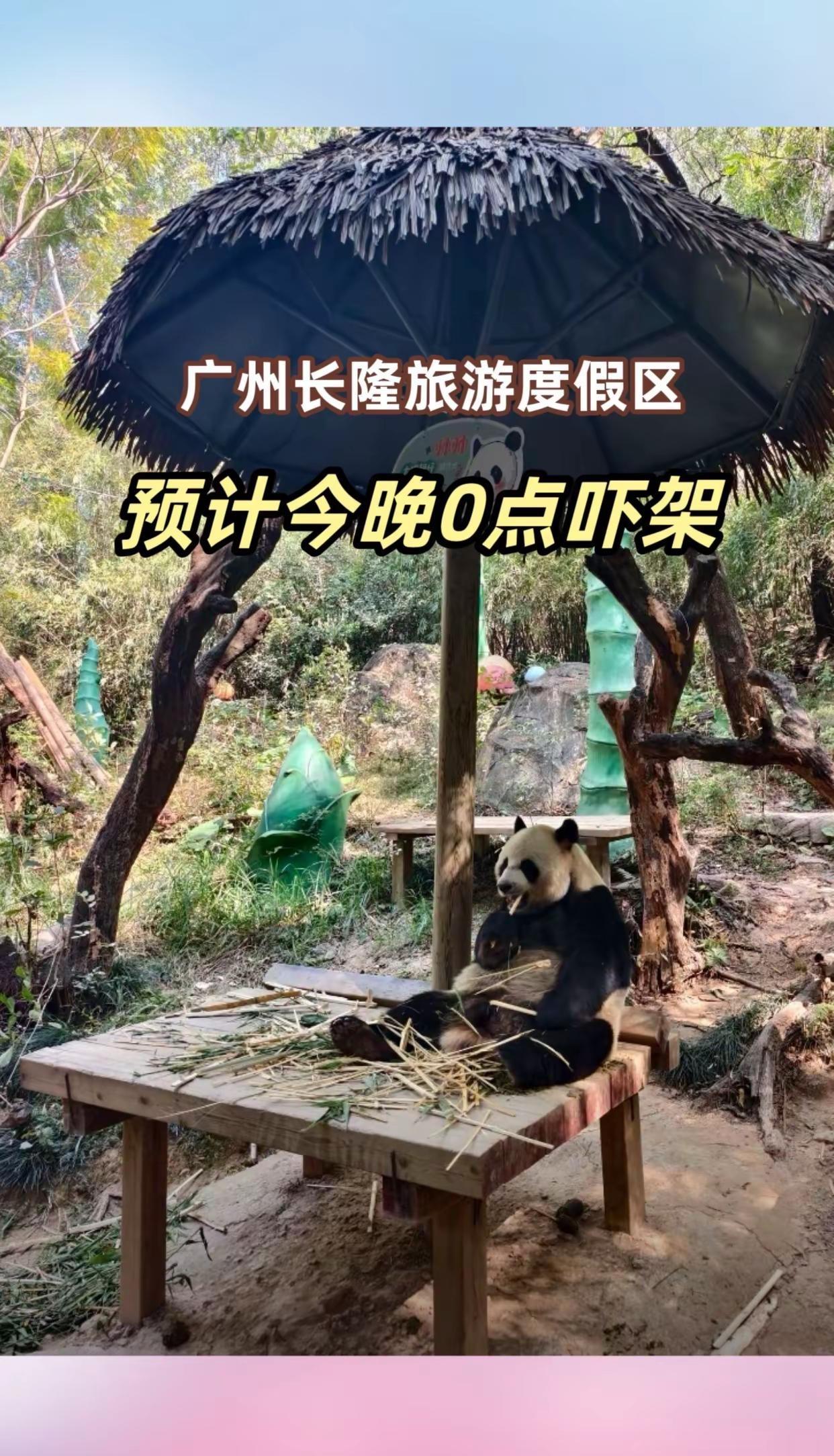 广州长隆旅游度假区 喂养长颈鹿 广州长隆野生动物园 长颈鹿零距离接触 动物园