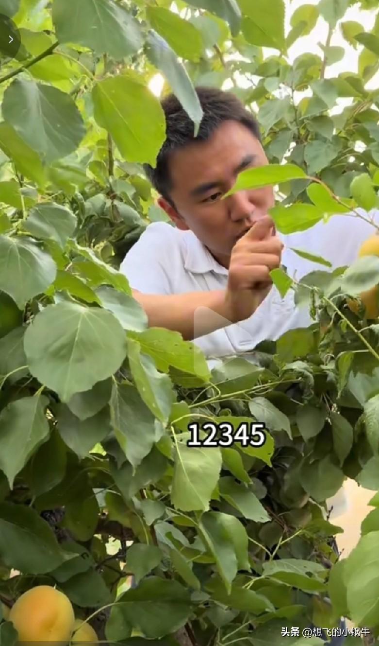 穆萨数杏儿的时候，让我想起来西游记里数人参果的桥段，生怕被偷了。[捂脸]每天都数