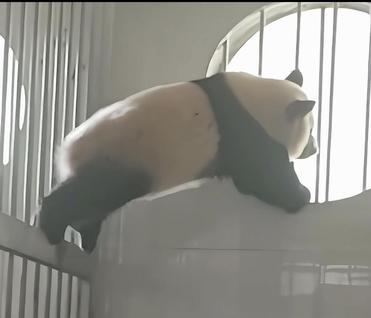 星爷，下一部电影要拍功夫熊猫啦！你看看小月亮的功夫厉害吗？