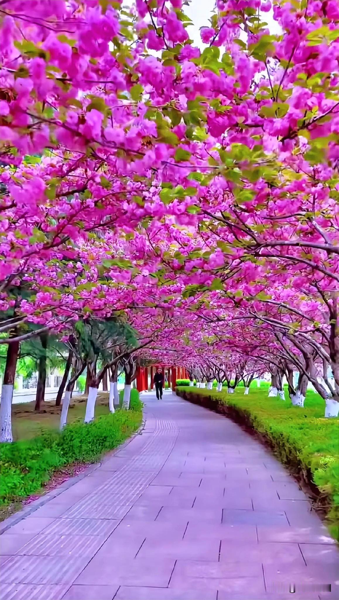 漫步于粉色的花海间的小径，尽情感受春天的浪漫。🌸🌸🌸春天的美丽花海 春天的