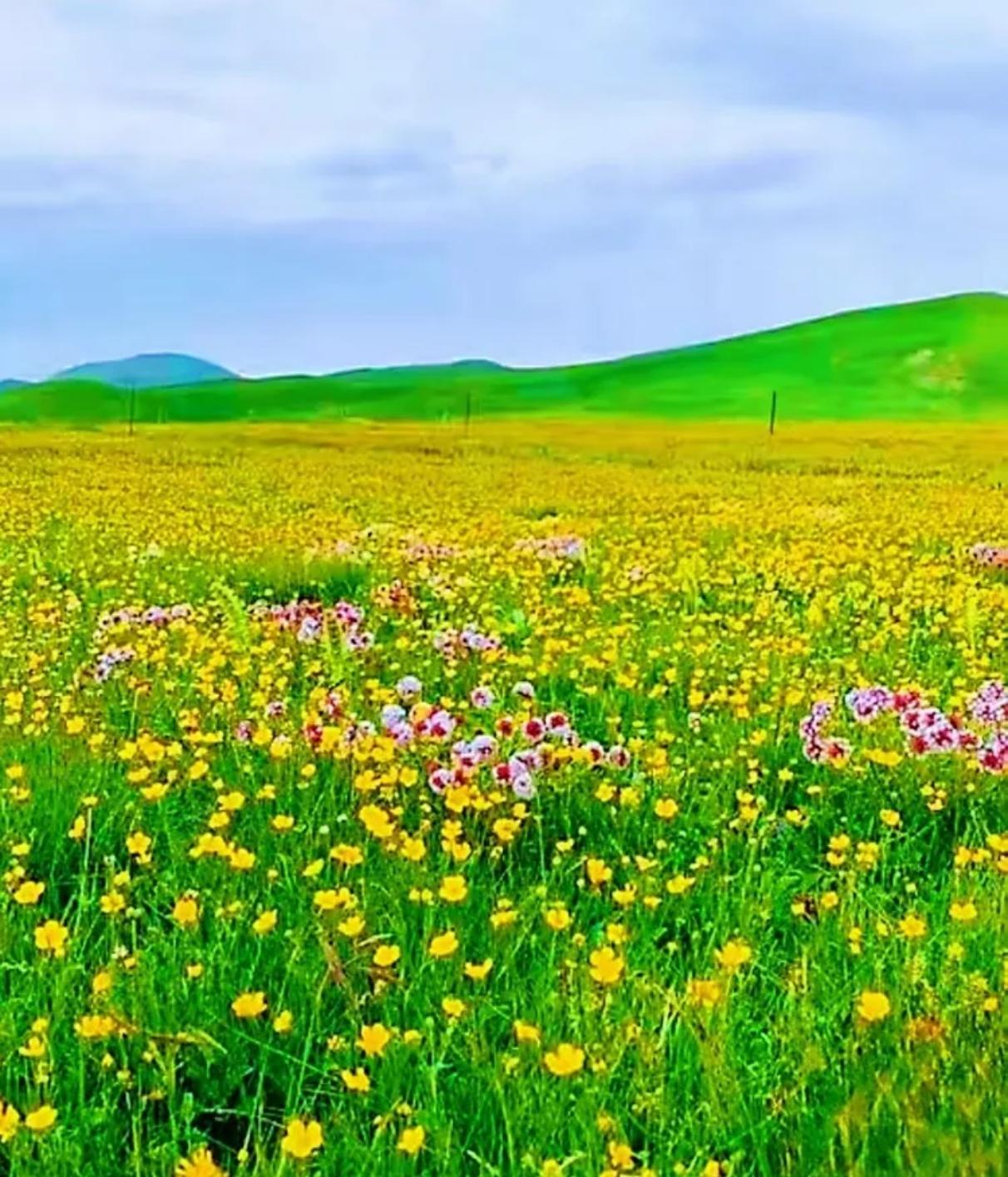青海金银滩，是祁连山麓铺展的绝色长卷。盛夏时，金露梅与银露梅漫野绽放，金黄与素白