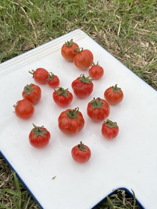 mini马蹄番茄🍅