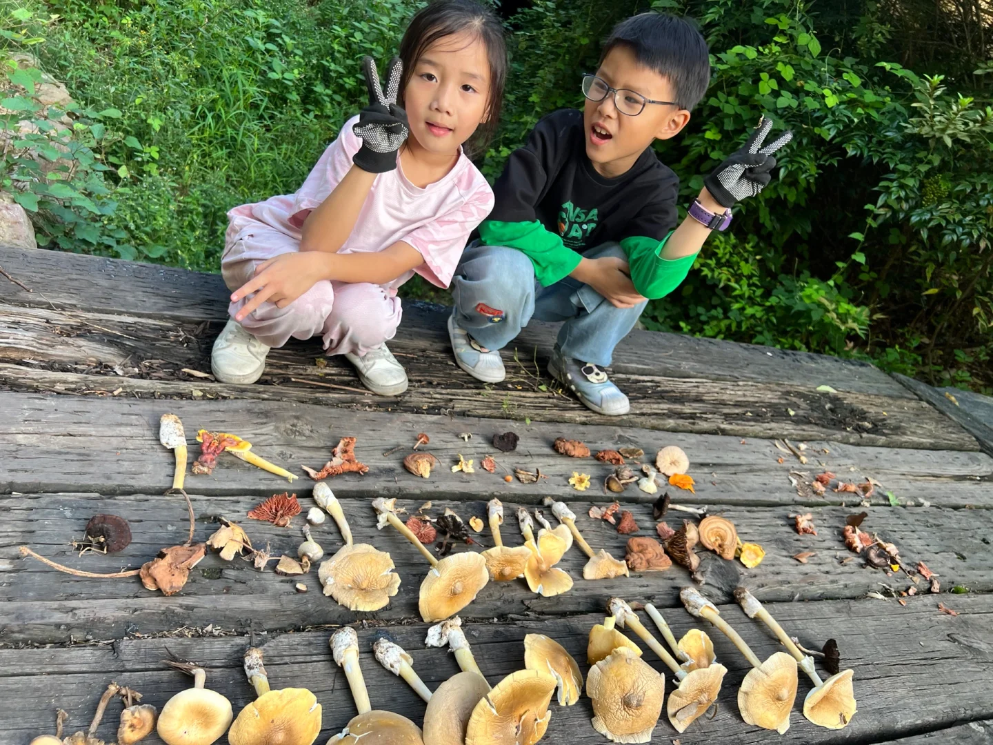 森泊考拉丛林穿越—采菌子