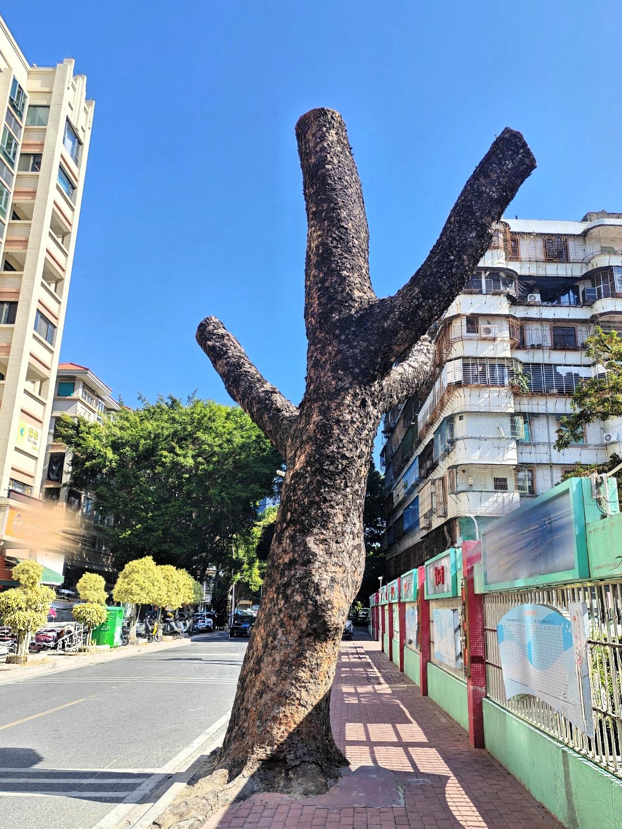 一棵摆烂赌气的树
 
这棵树，气鼓鼓摆烂了一整年
 
去年春天
也不知砍树师傅手