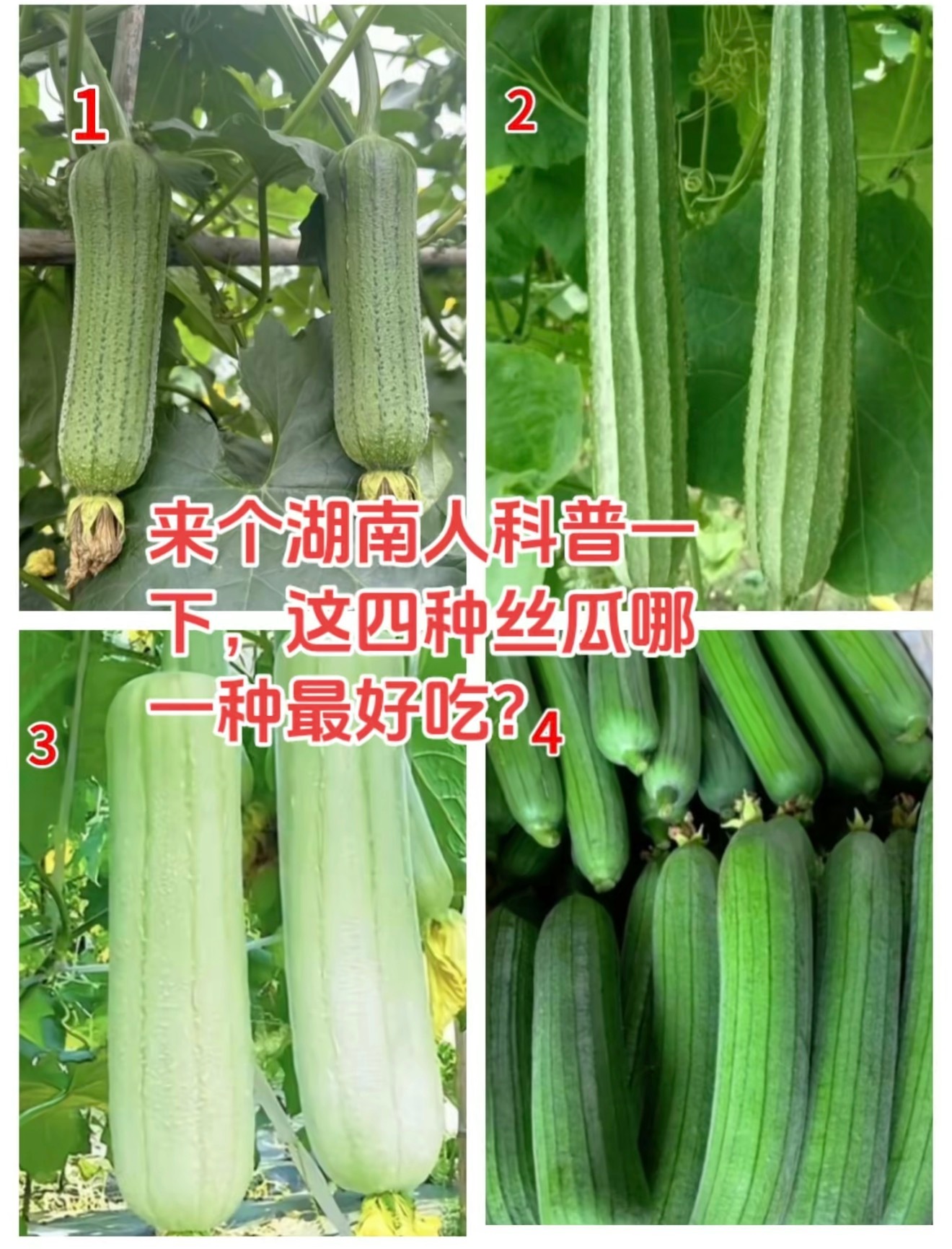 湖南丝瓜火了湖南人来说一下，下图哪种丝瓜最好吃？ 长沙