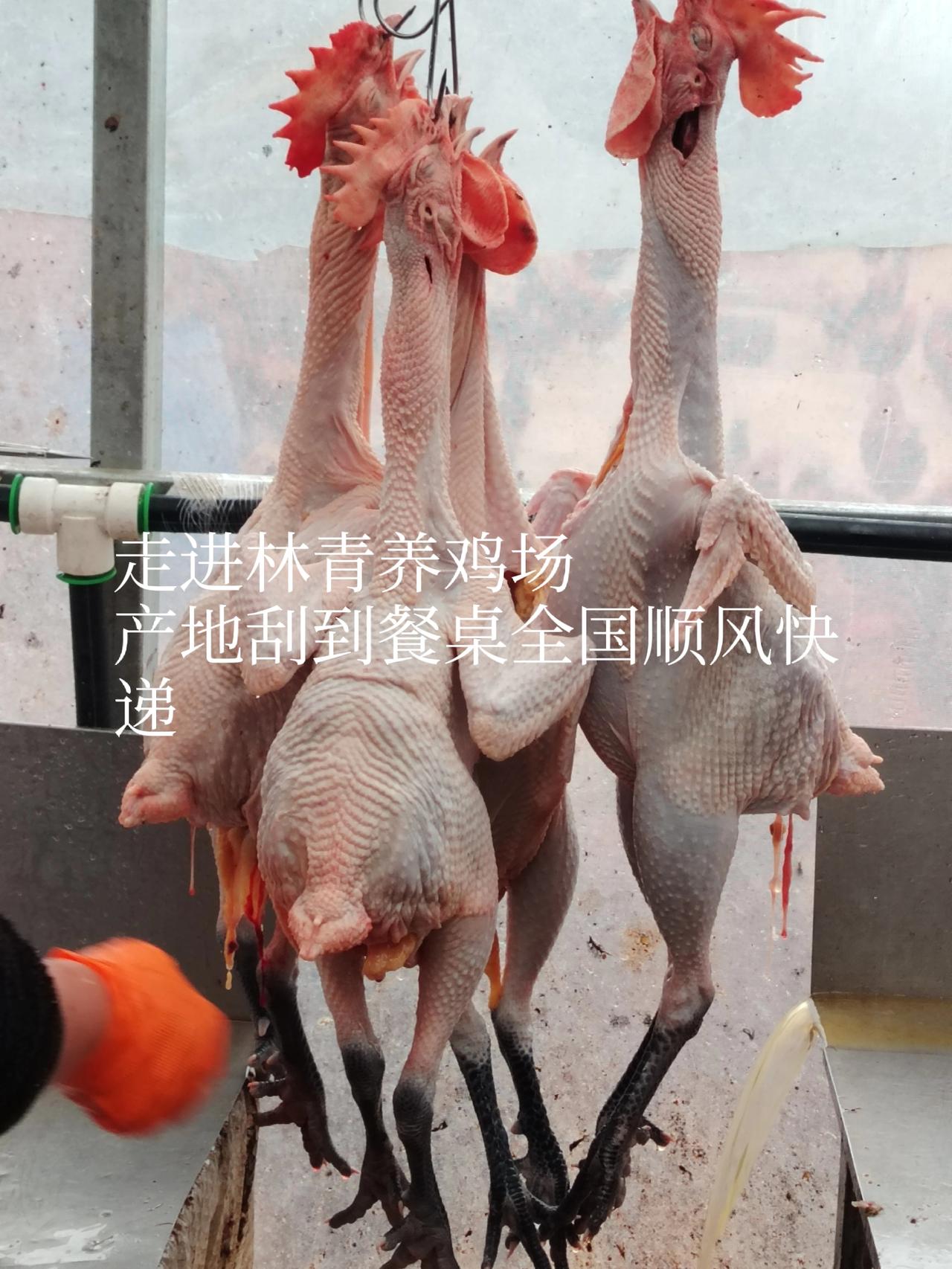 ---一一兔哥
走进山东省日照市东港区三庄镇林青鸡场，大红公鸡高歌起舞。从产地到