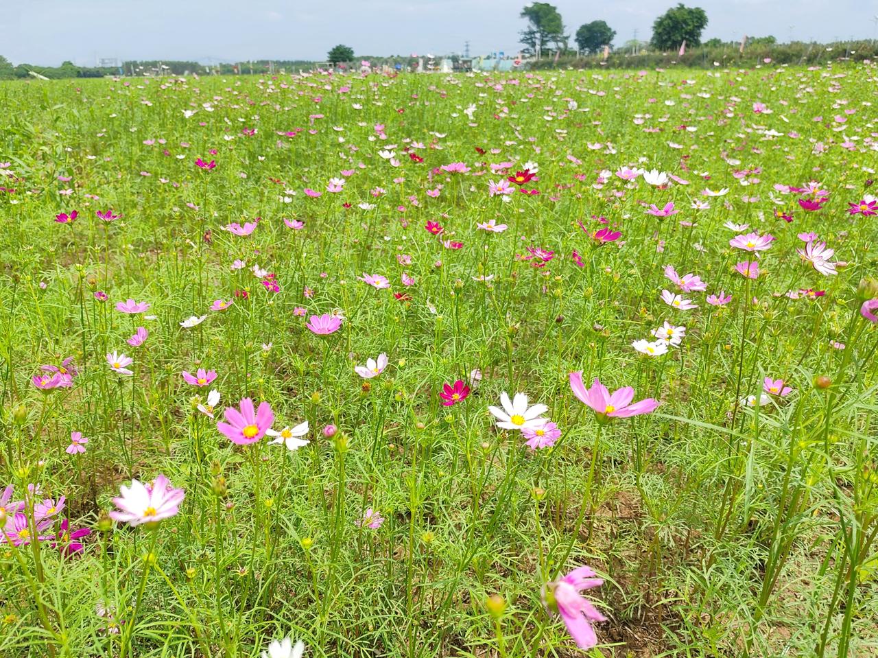 广东竟然有这么美的地方，就在清远！风把春天吹得很软，远处的山晕染开淡淡的青，连空