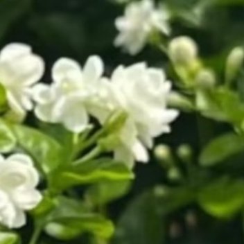 0000【茉莉花种植养护攻略】想让你的茉莉花开成瀑布、满屋飘香，其实不难！抓住下