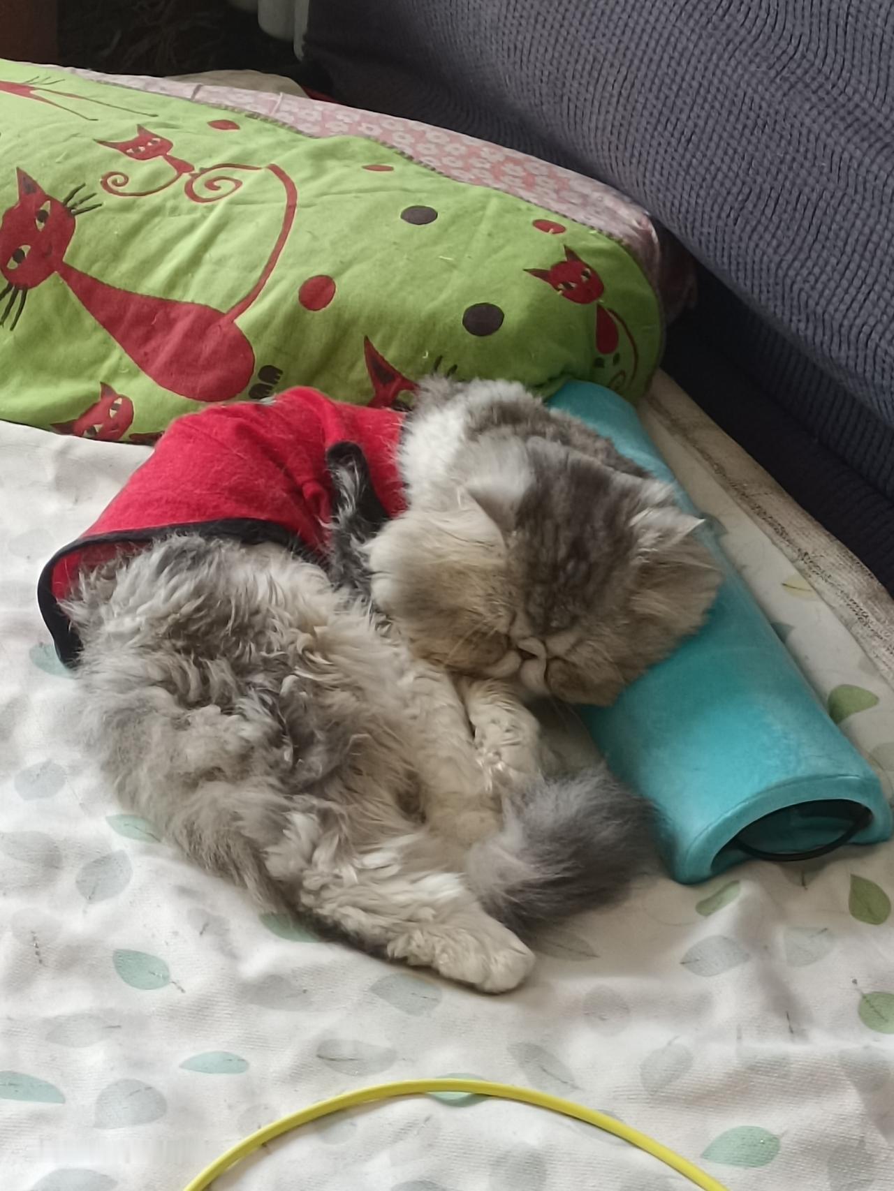 可我看为什么那么可爱啊！
摸摸耳朵，动一下。
摸摸小爪，动一下。
摸摸小肚皮，翻