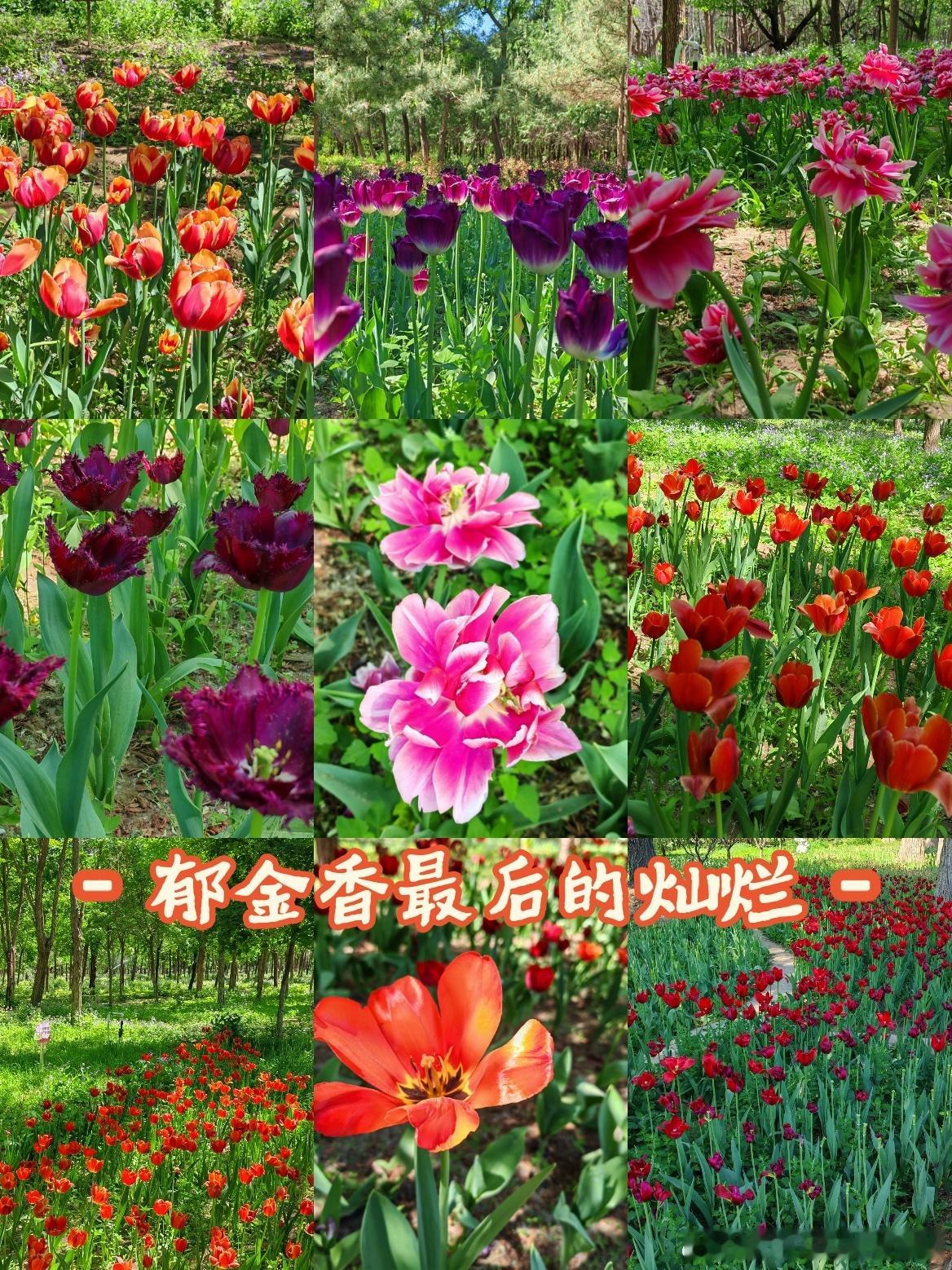 郁金香最后的灿烂，就在永定河绿色港湾好看的花一定要分享给你 又到了赏花拍照的季节