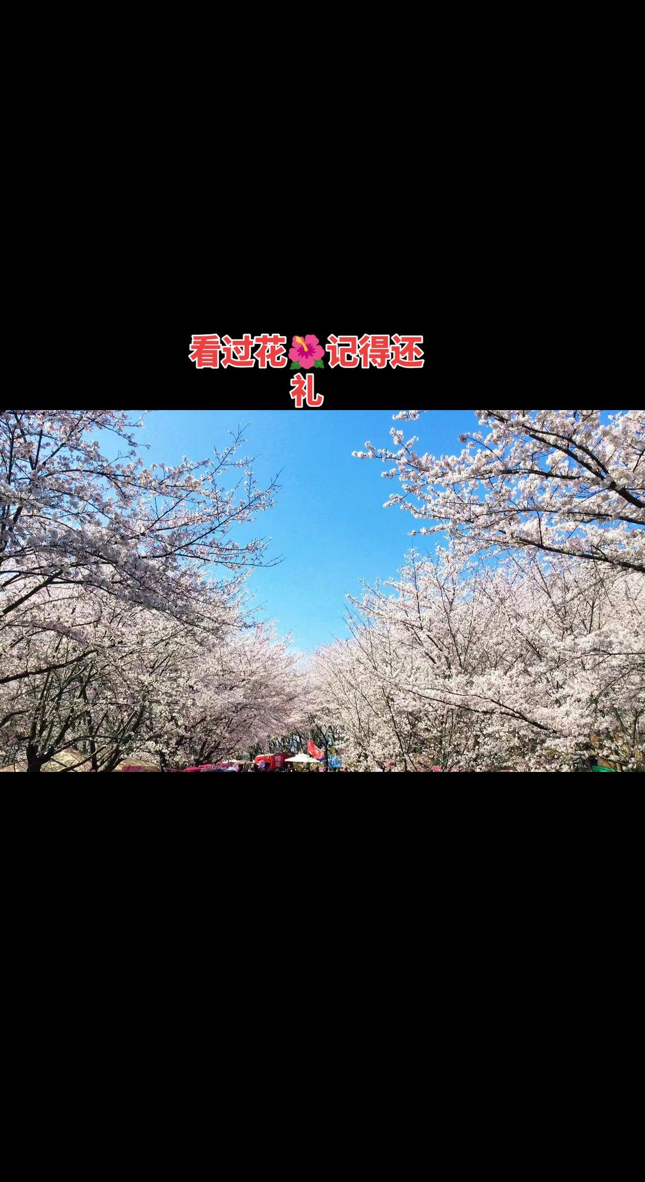 看过花🌺记得留言还礼春季赏樱打卡地 春天必打卡的樱花胜地盘点