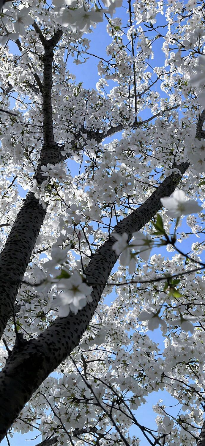 春游就是在和春天交换能量“春天是充满希望和可能性的季节它让我对未来充满了信心和期