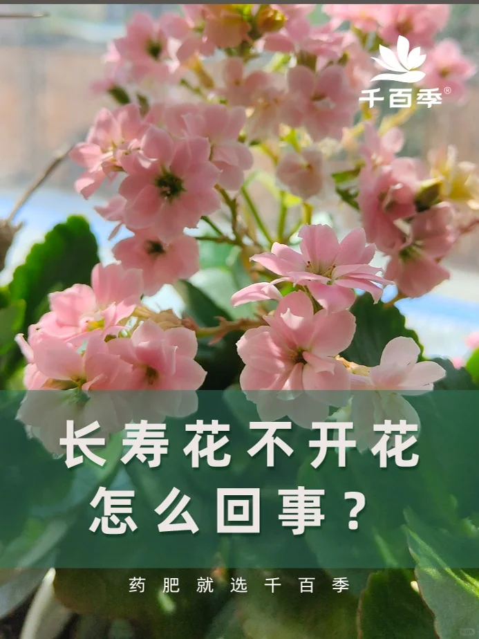 长寿花只长叶子不开花，到底为什么？