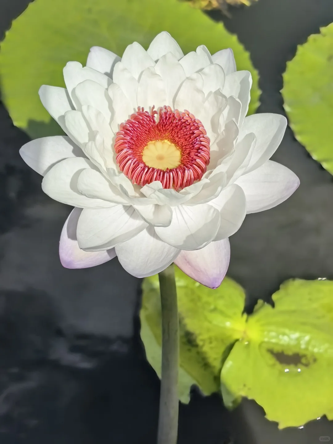 澳洲睡莲 稀有睡莲 这花也太美了叭～