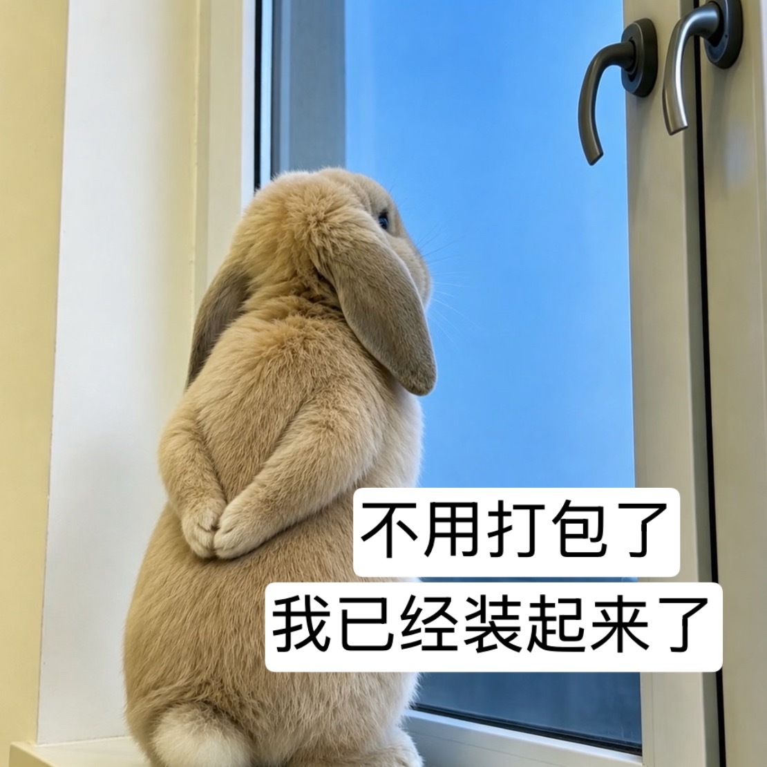 分享图片 