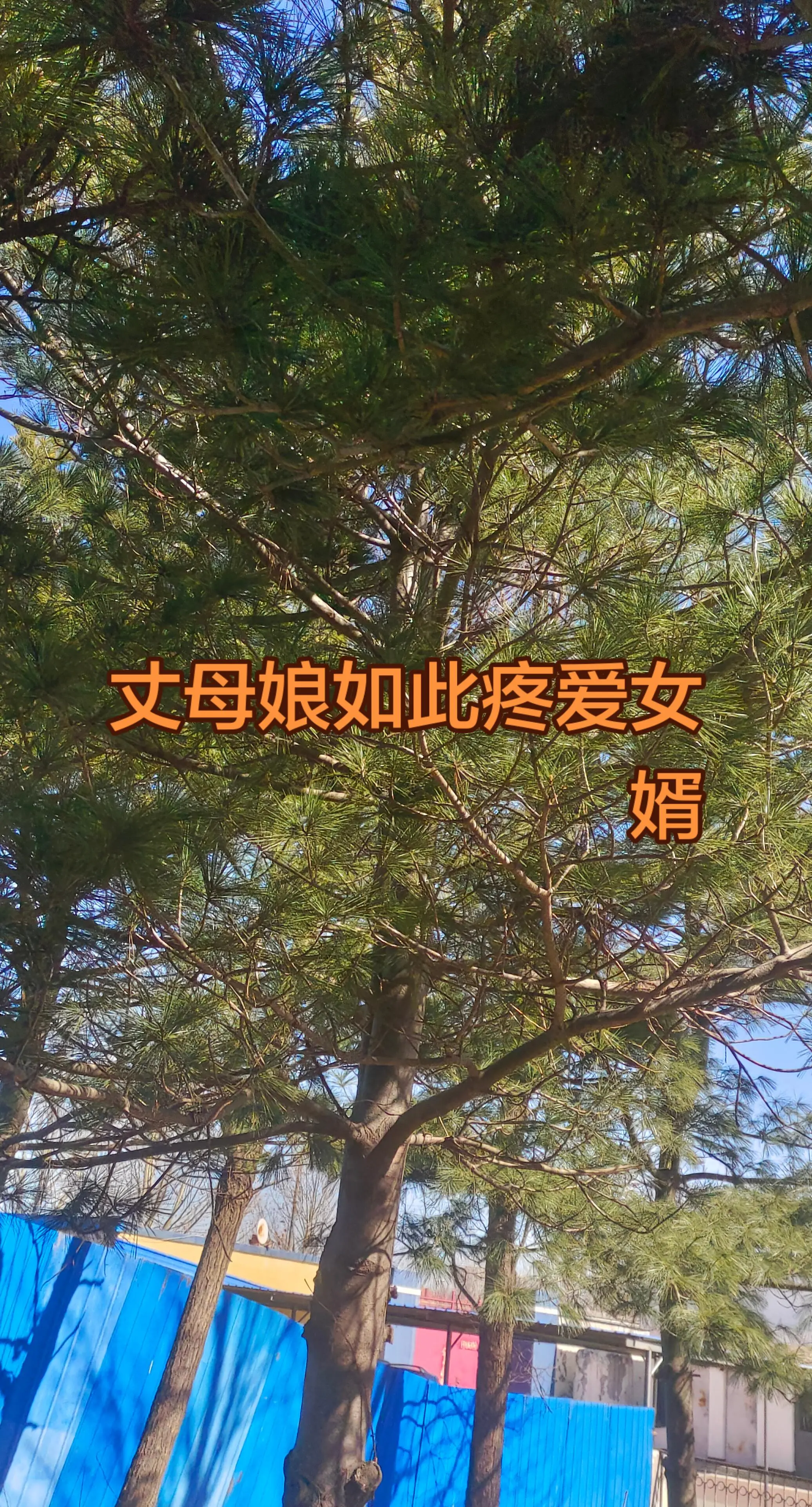 绿化杨树
