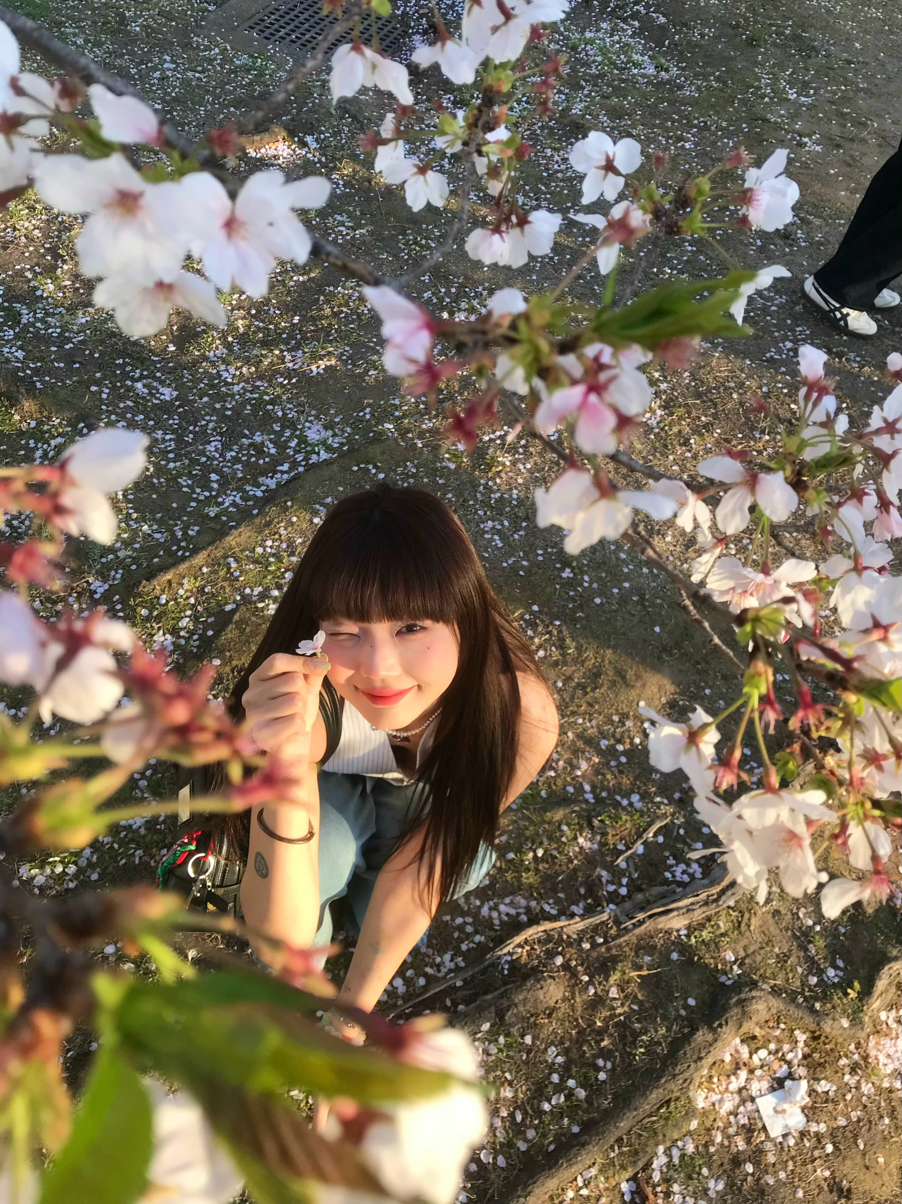 在春天的花树下 ​​​