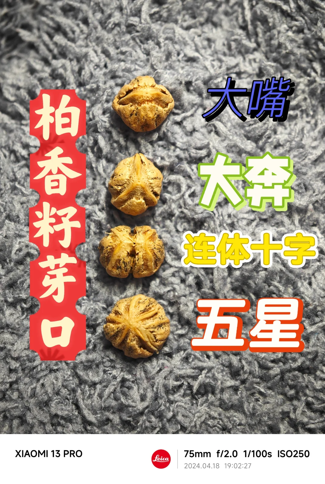 NO.466 柏香籽芽口有多少种形状