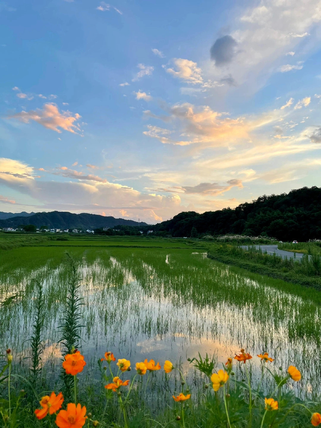 晚霞掉进了稻田里🌾 