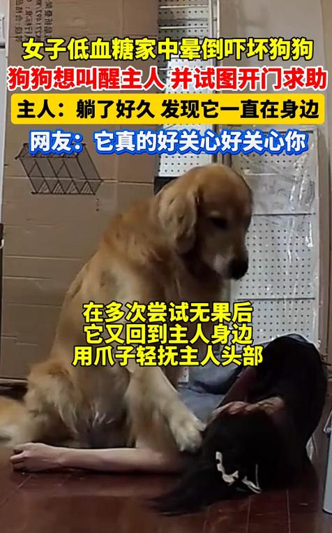 万万没有想到！上海，一独居女子拆包裹时突然晕倒，结果慢慢醒来后的她竟发现狗子一直