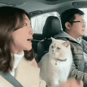 震惊！夫妻驾车出行，妻子不停唠叨惹怒丈夫，猫咪竟出手相助，场面惊呆所有人！

（