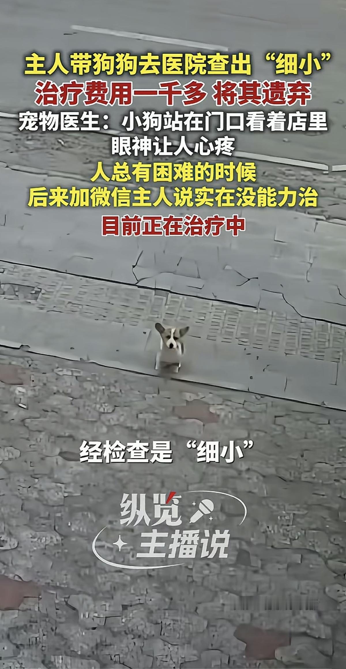“这样的人就不应该养狗”！一男子带狗狗去宠物医院看病，查出“细小”，治疗费1千多