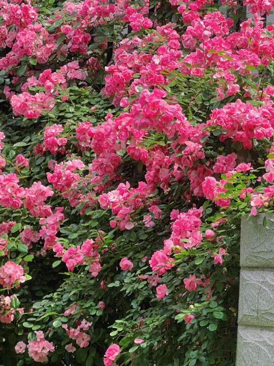 武汉取水楼现状：蔷薇花墙开满了🌸live图