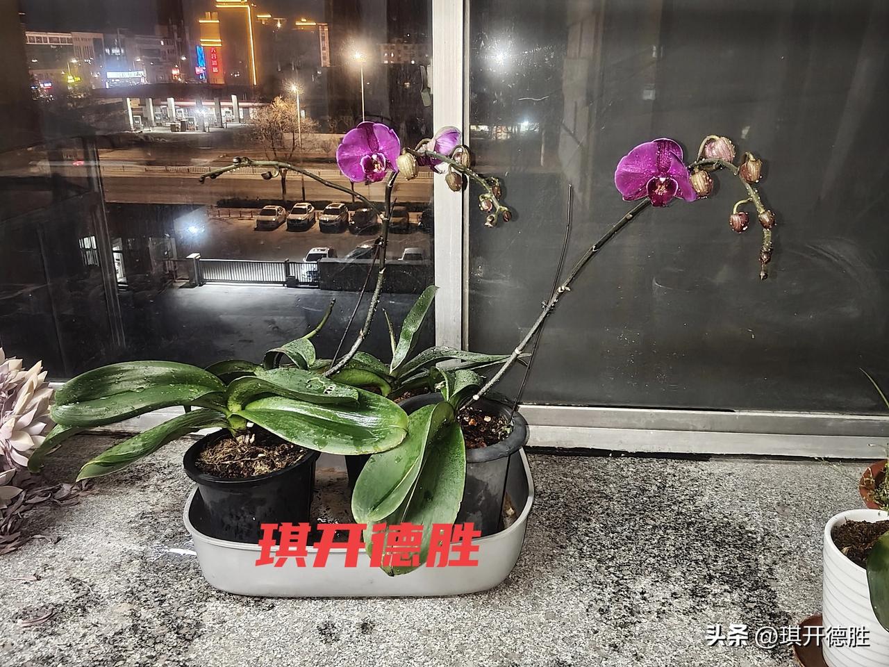 家养的蝴蝶兰终于开花了！比花市上卖的差不多少！
  每年春节，不少朋友们买几盆蝴