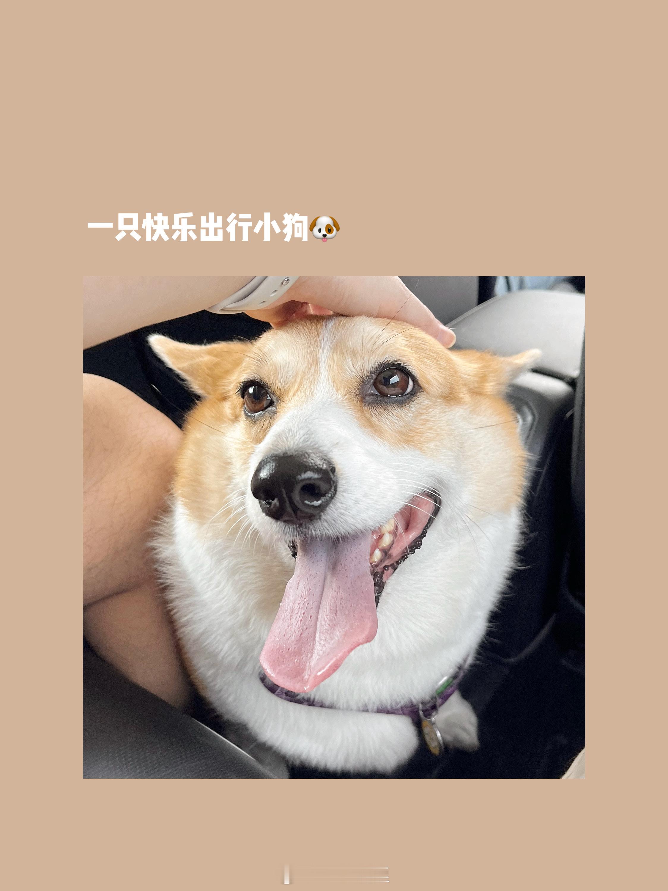 板栗的Plog今天是七夕🎋祝大家七夕快乐[爱慕]很久没出镜的快乐小狗🐶自己做