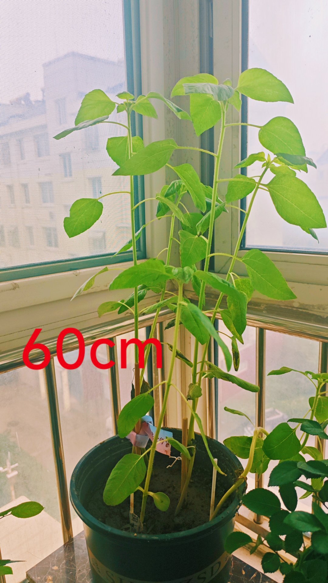 摩登兄弟[超话]连续下了20多天的雨，因为没有太阳，向日葵只长个不打花苞🌻🌻