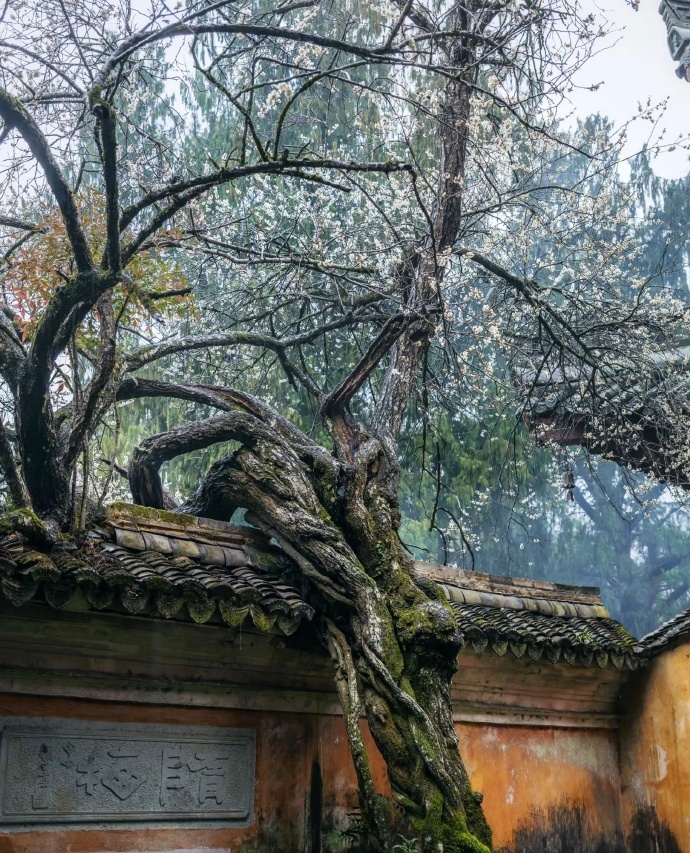 “ 古树是岁月的长者，年轮是光阴的见证 ... ” 丨 