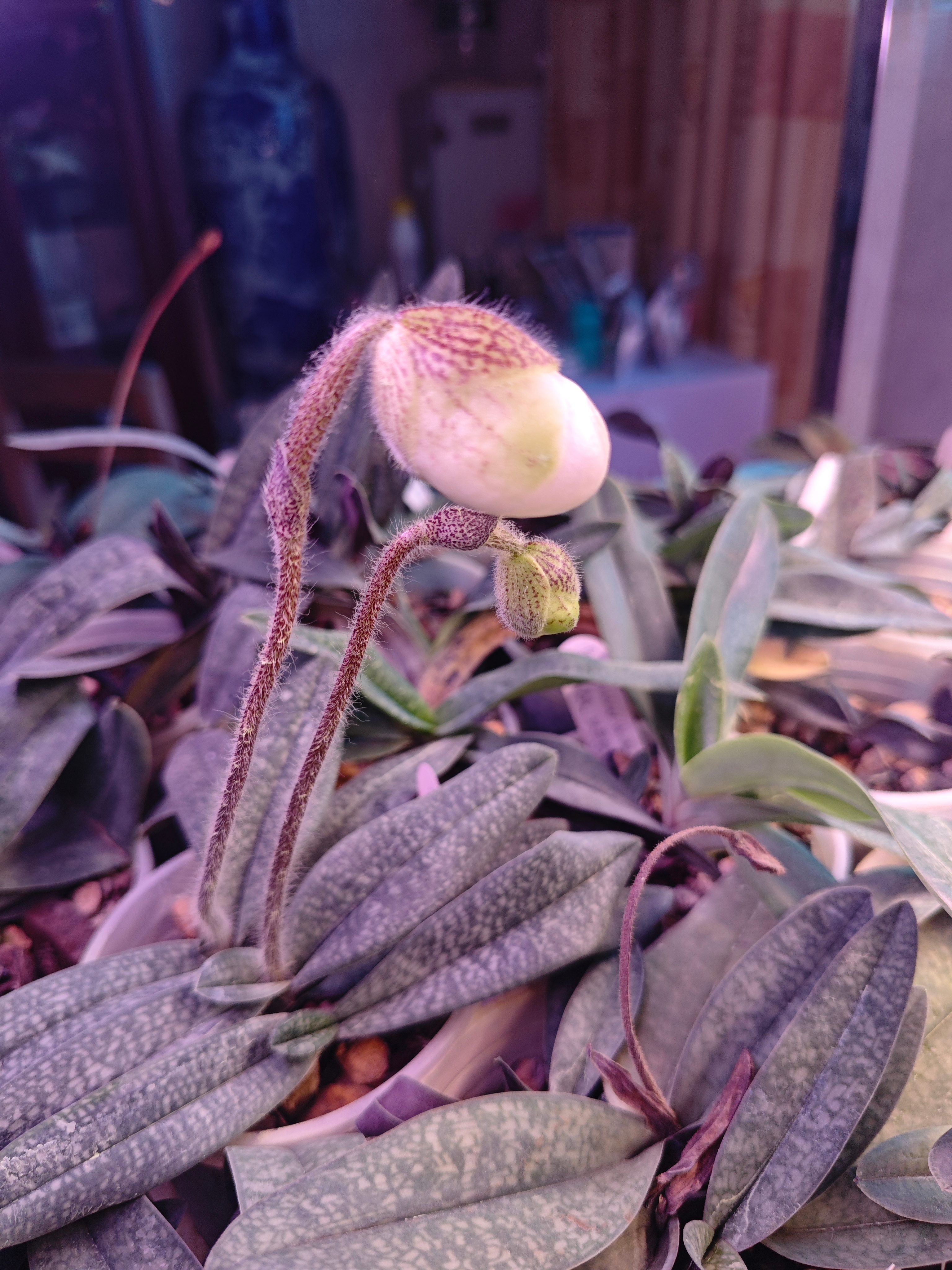 Paph.micranthum var.eburneum（广西玉女兜兰，黄绿沙纹