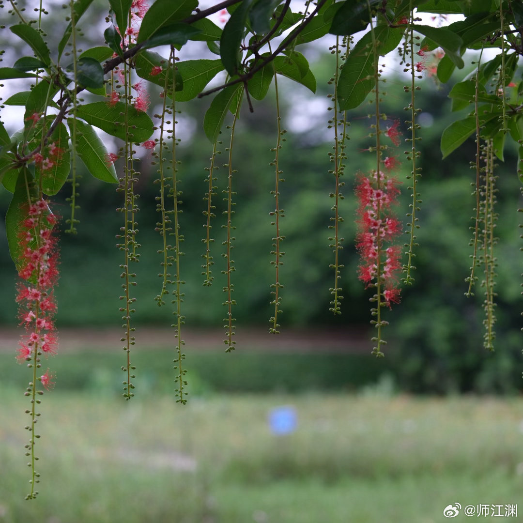 早安每一天，献上广州黄埔长岭的红花玉蕊红花玉蕊早安 GFX50S+EF100-4