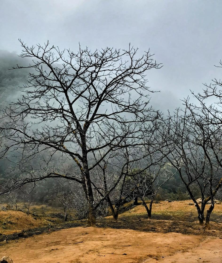 枯树寒山外，孤云野渡边。在这旷远之境，那枯树的树杈，犹如岁月刻下的纹路，在寒风中