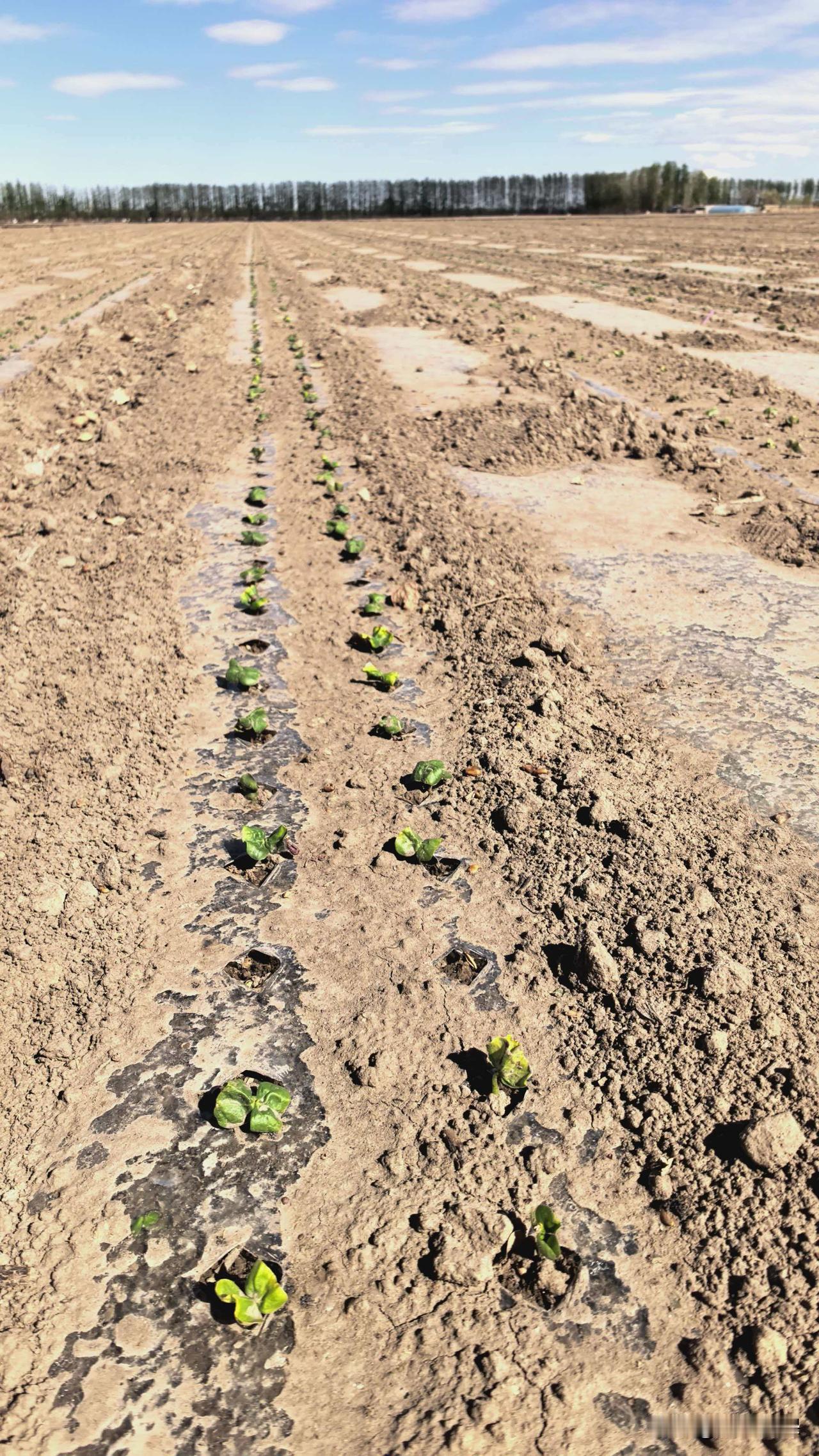 今年春天最想实现的心愿 今年春天，我最想实现的心愿就是棉苗茁壮成长。春天本就是充