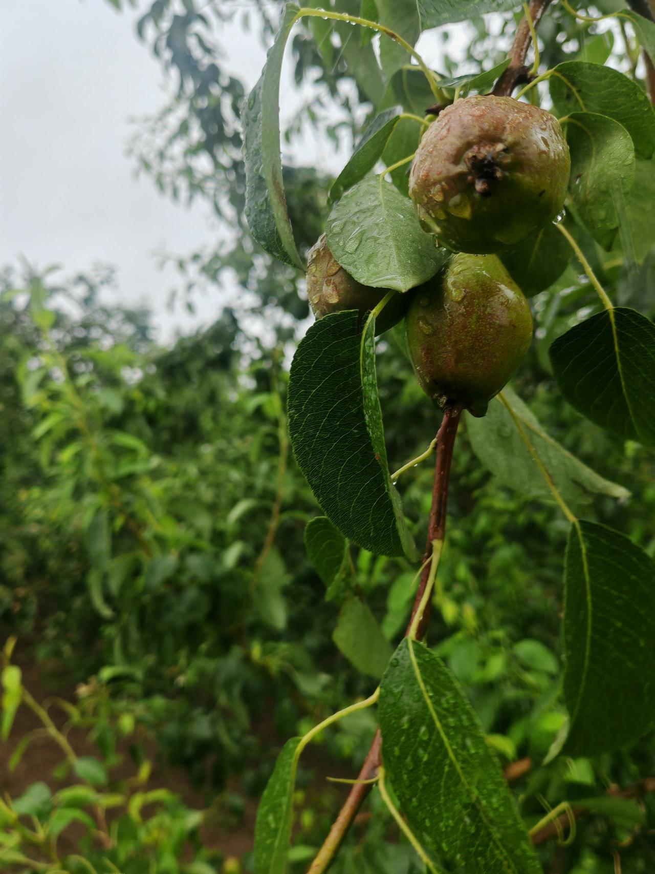 随拍公园花草树木阴雨天的果园里，带着水珠的青梨挂在枝头，果皮泛着青涩的光泽，沾着
