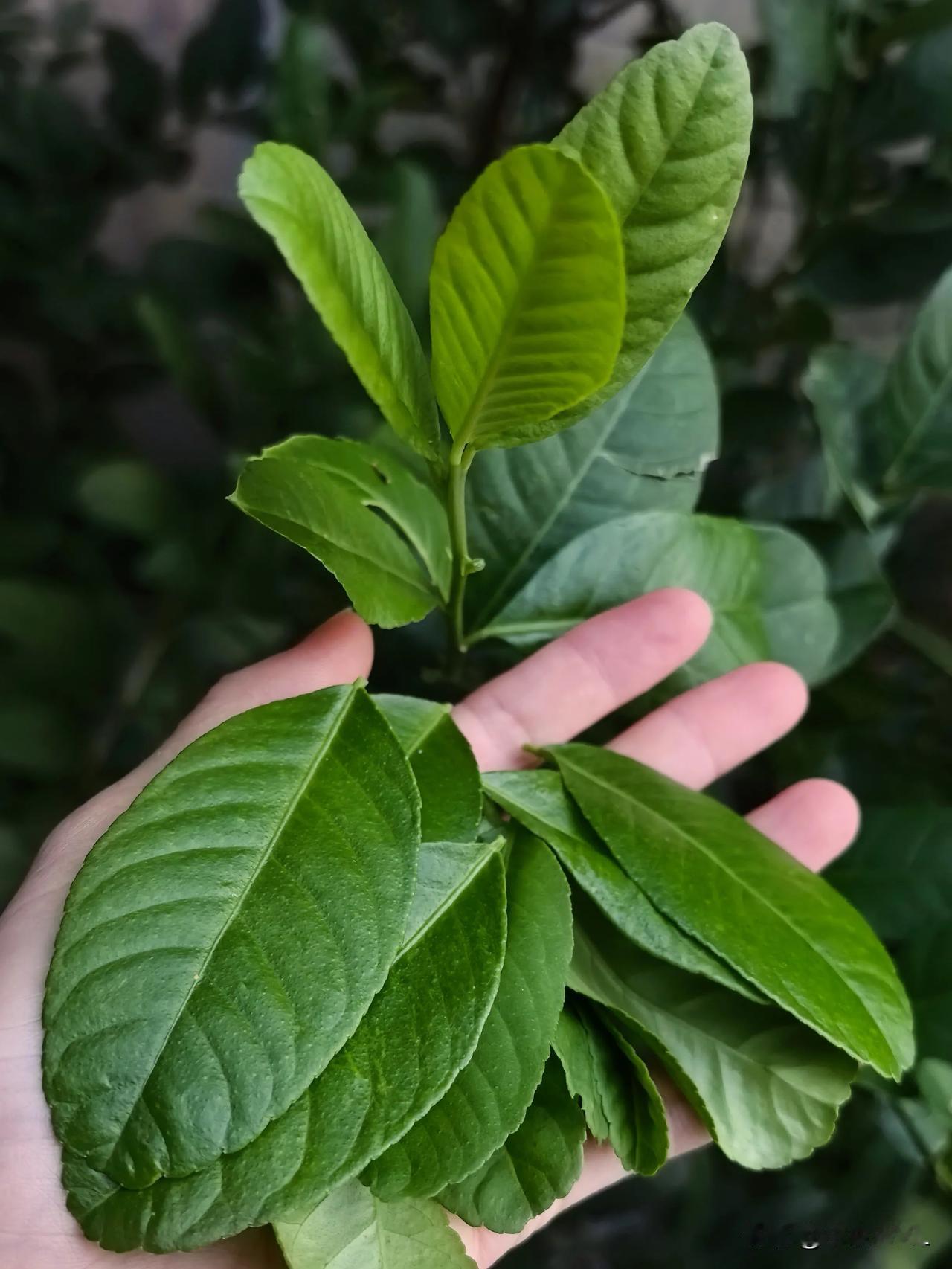 秋天请心火凉菜：柠檬叶拌西红柿
热点观点畅聊会
秋天到了，天气开始清爽、干燥。
